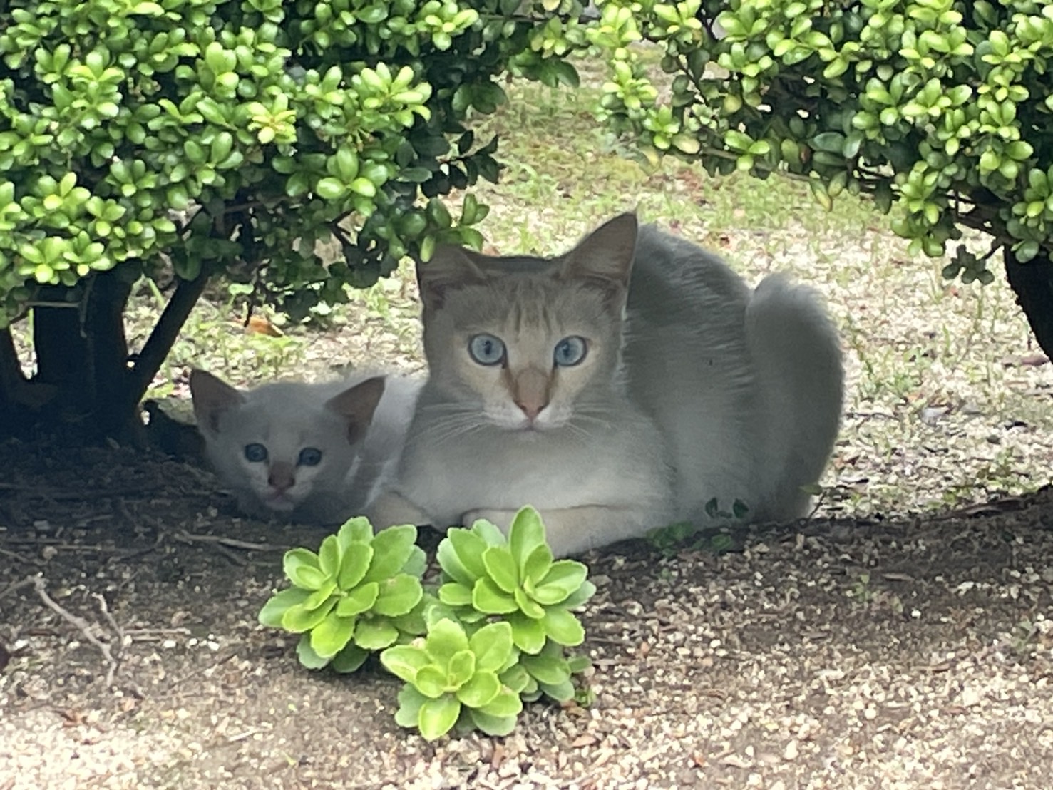 猫たちとの出会い