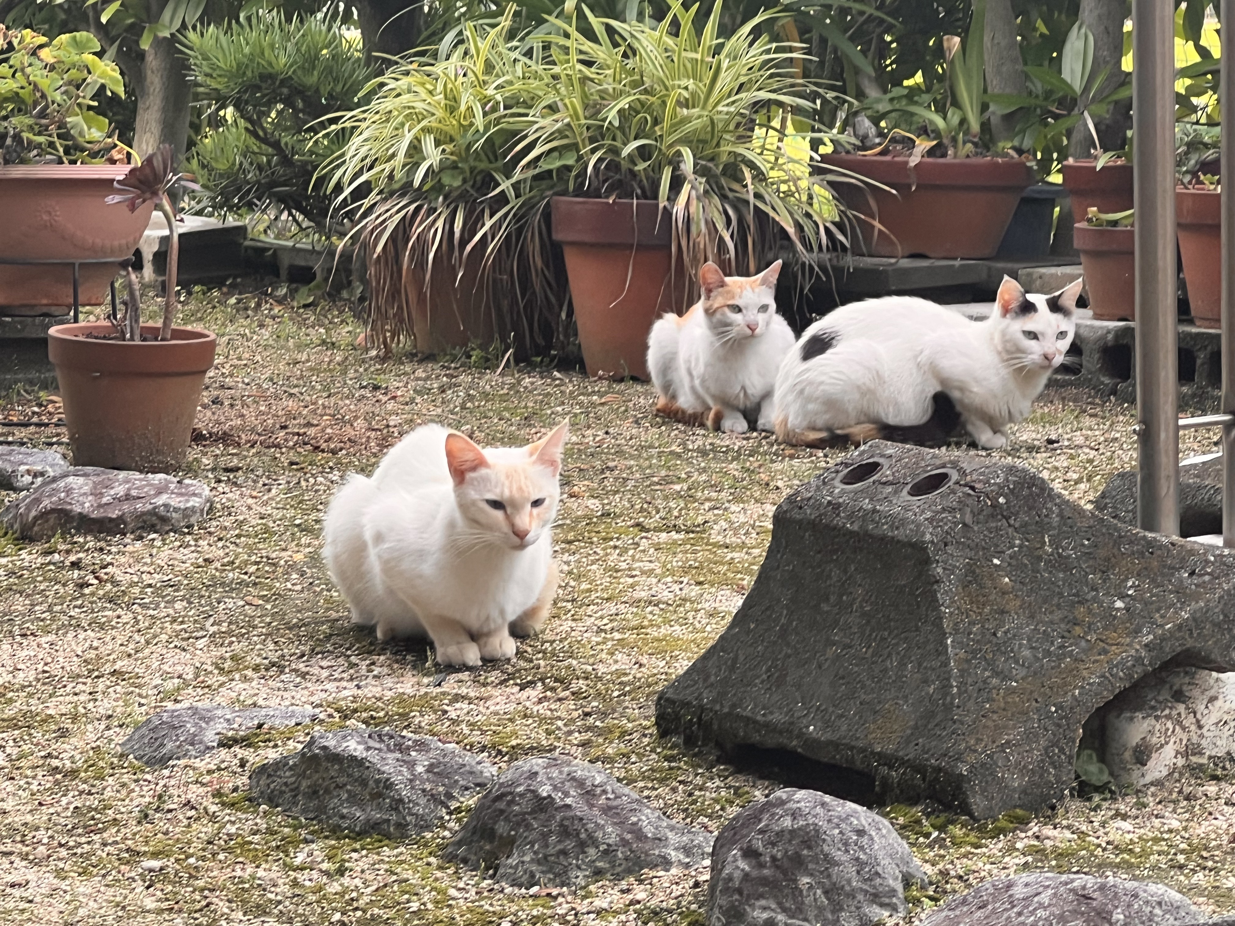 現場確認 / NPOへの相談