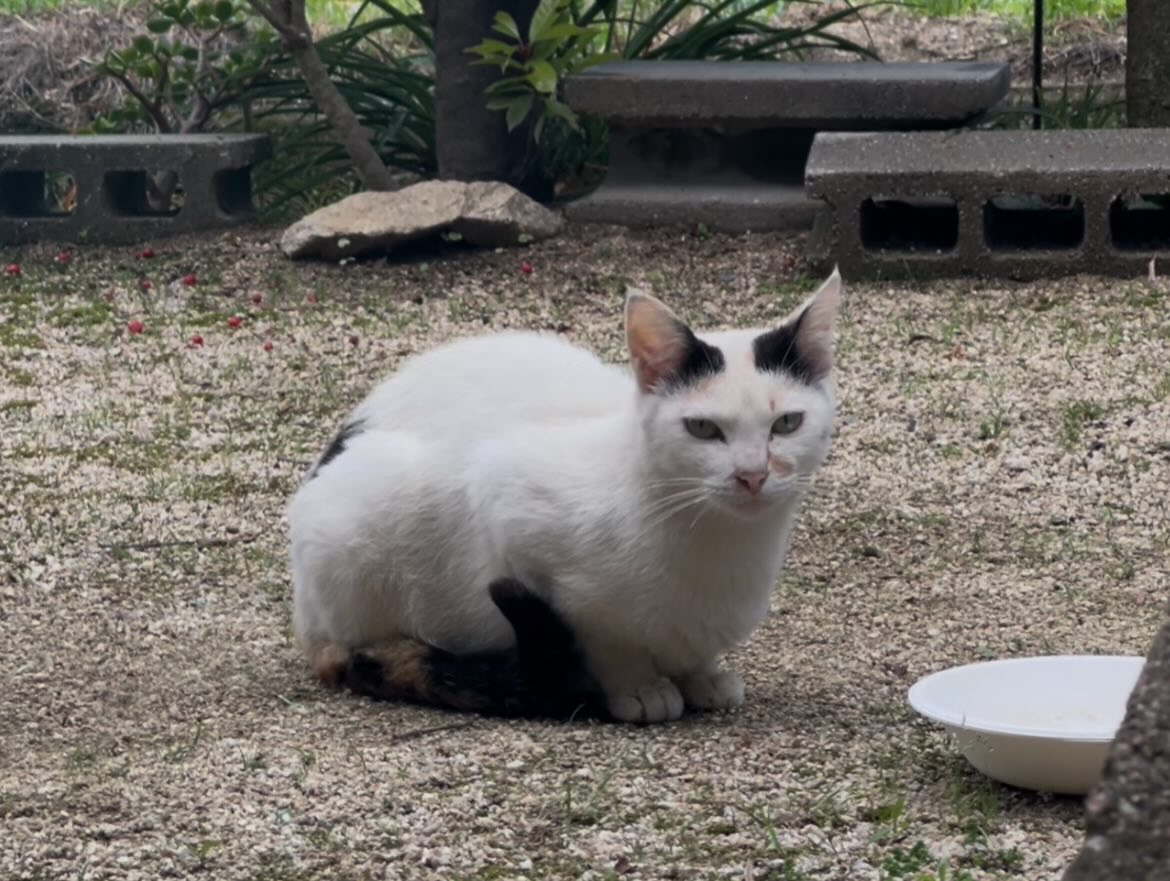 黒ママさん