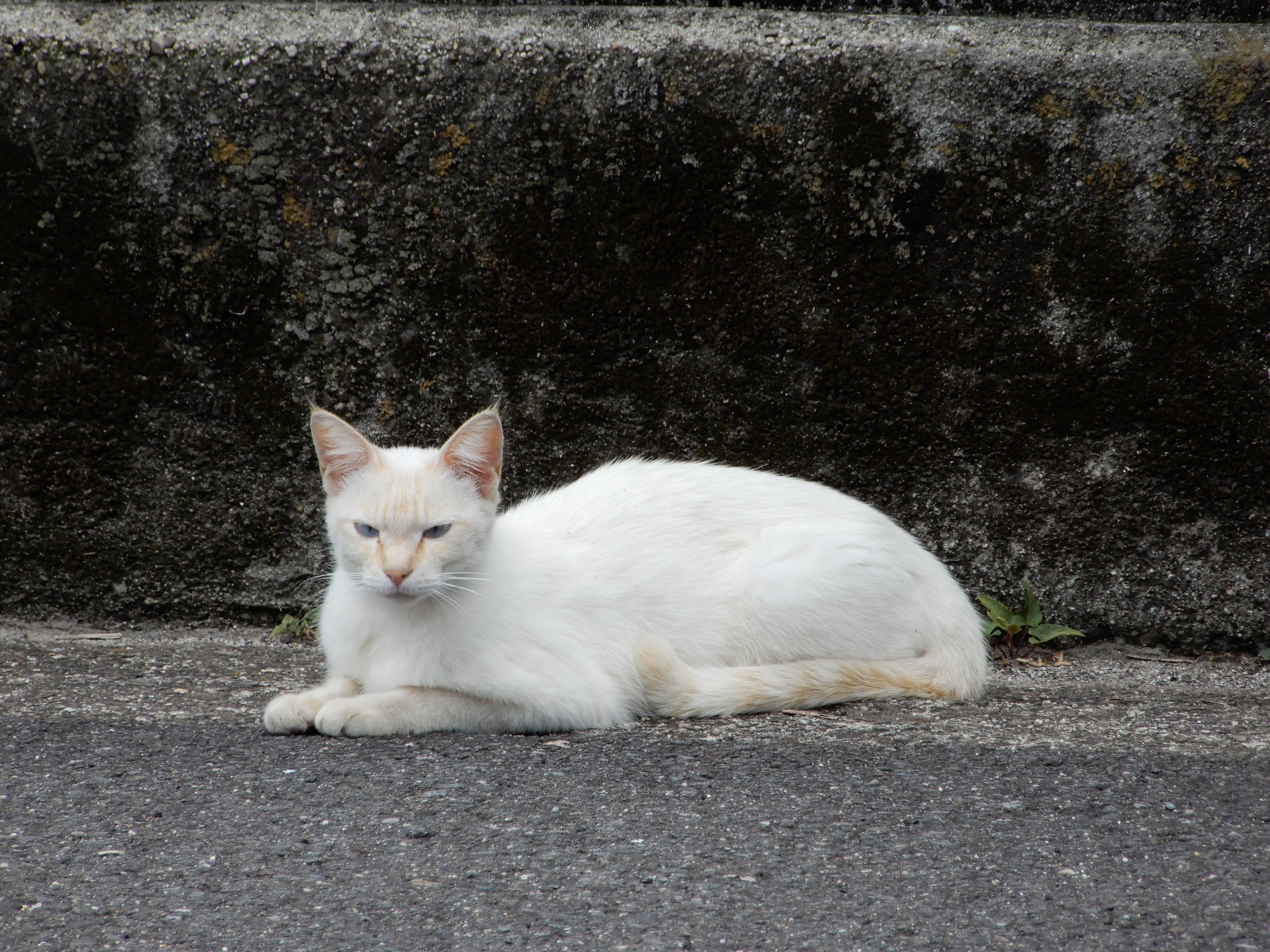 白猫ママさん