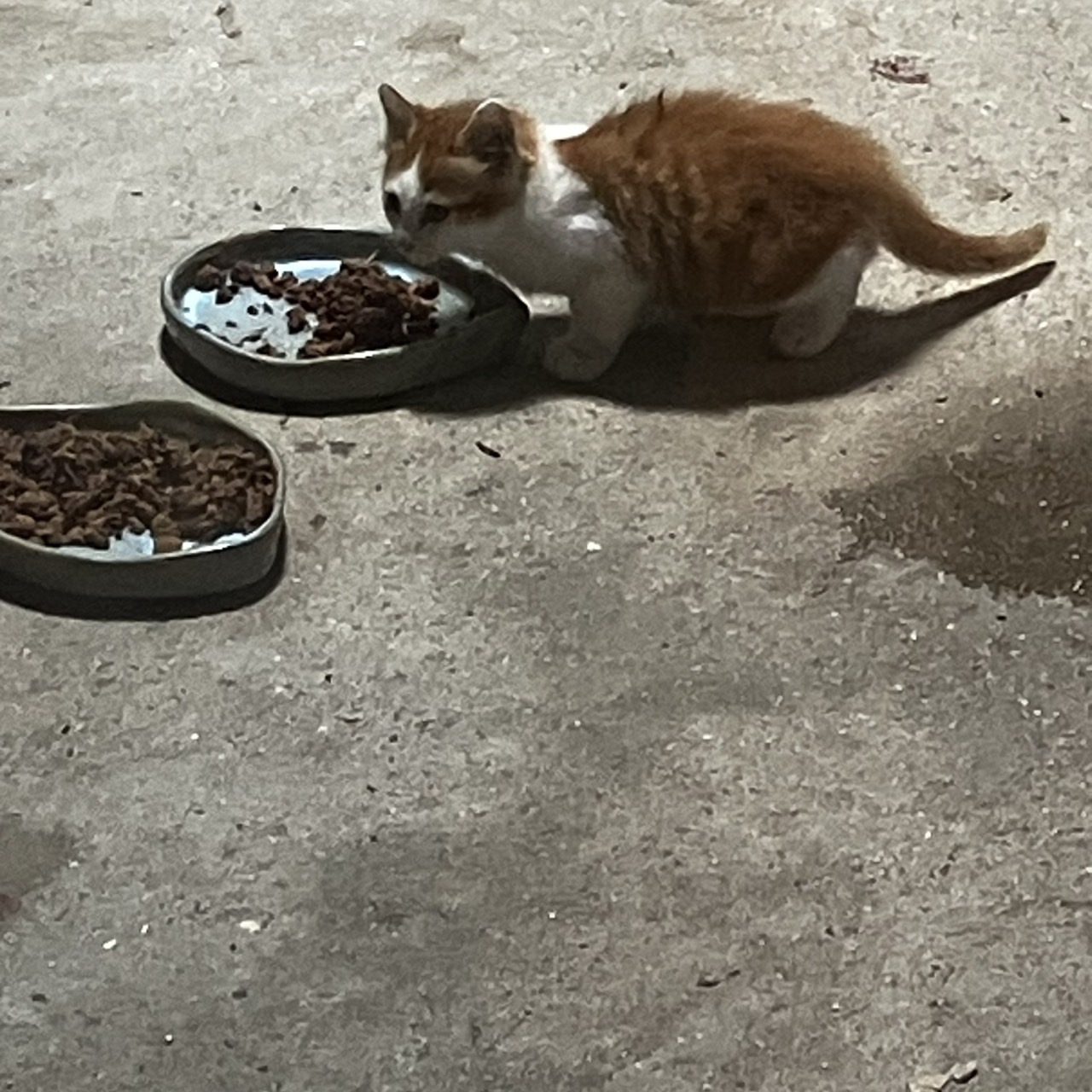 子猫ちゃん