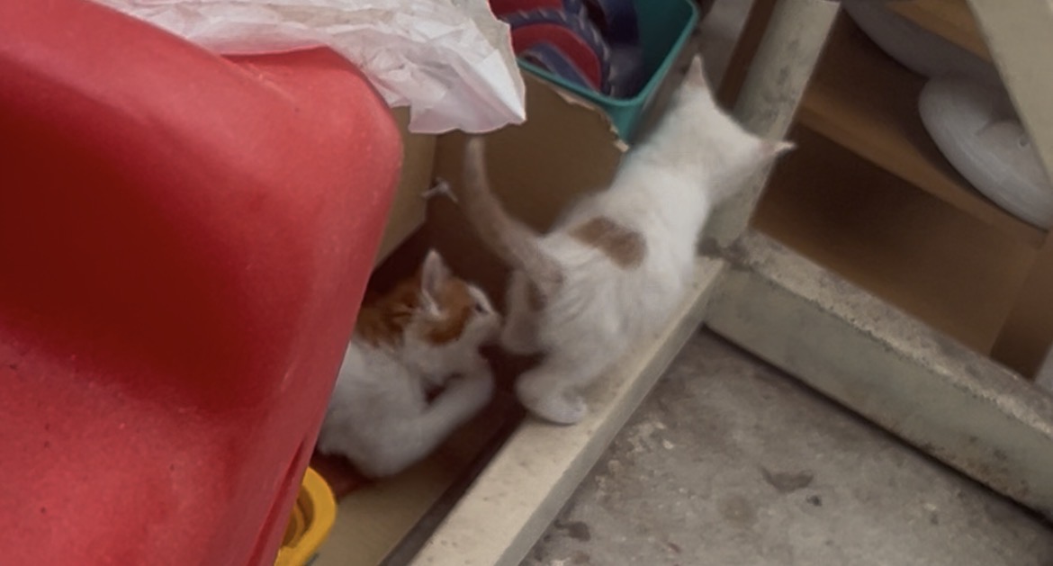 子猫ちゃん