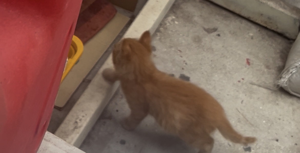 子猫ちゃん
