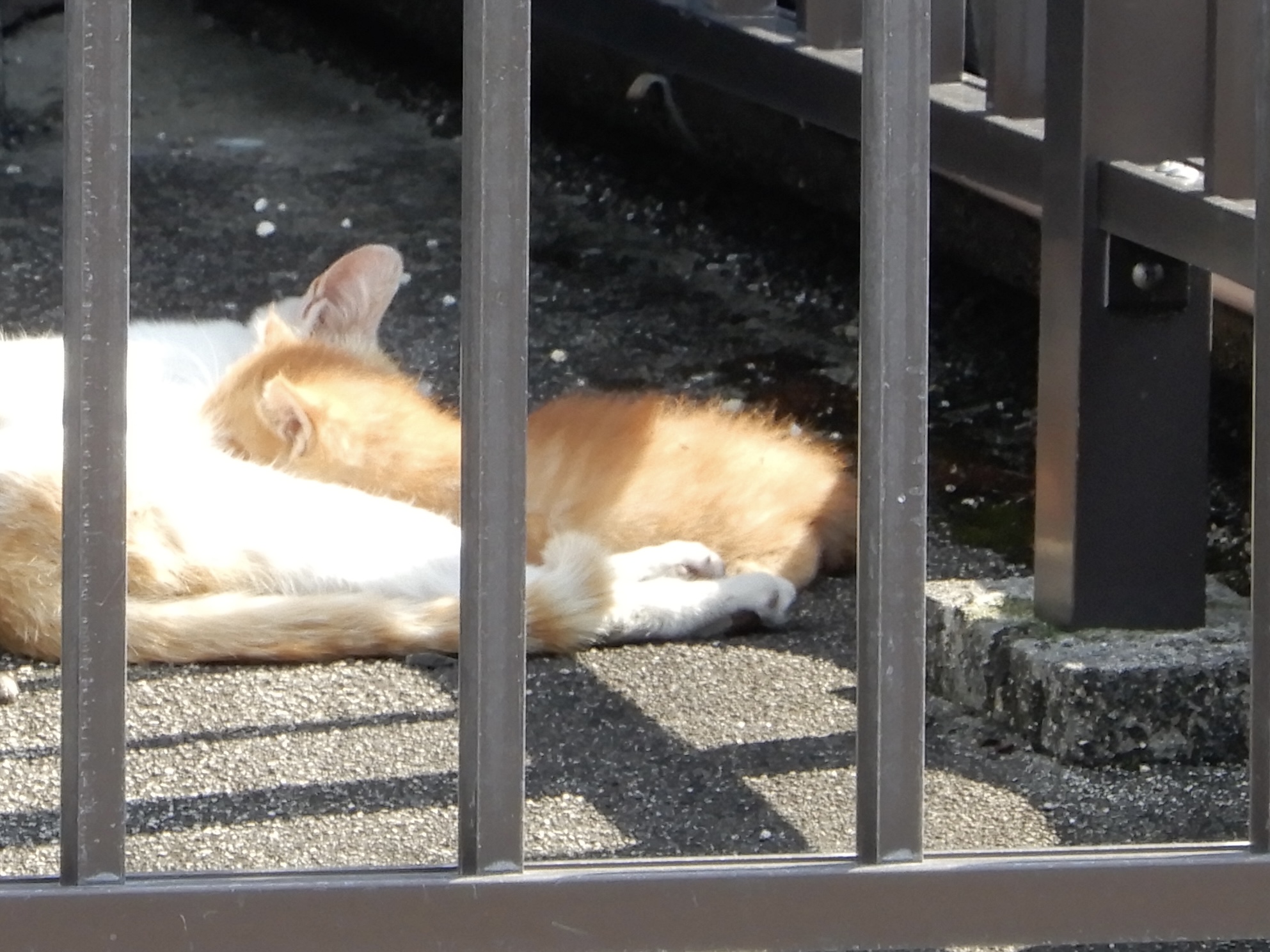 茶トラちゃん