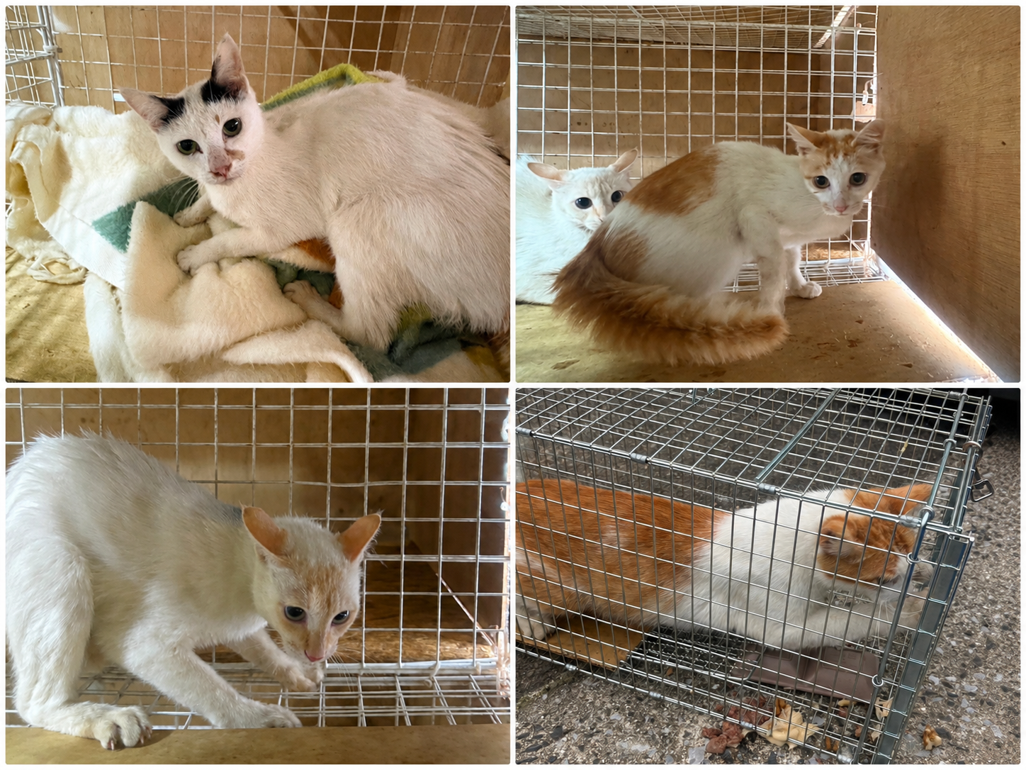 4匹の親猫、無事に去勢完了