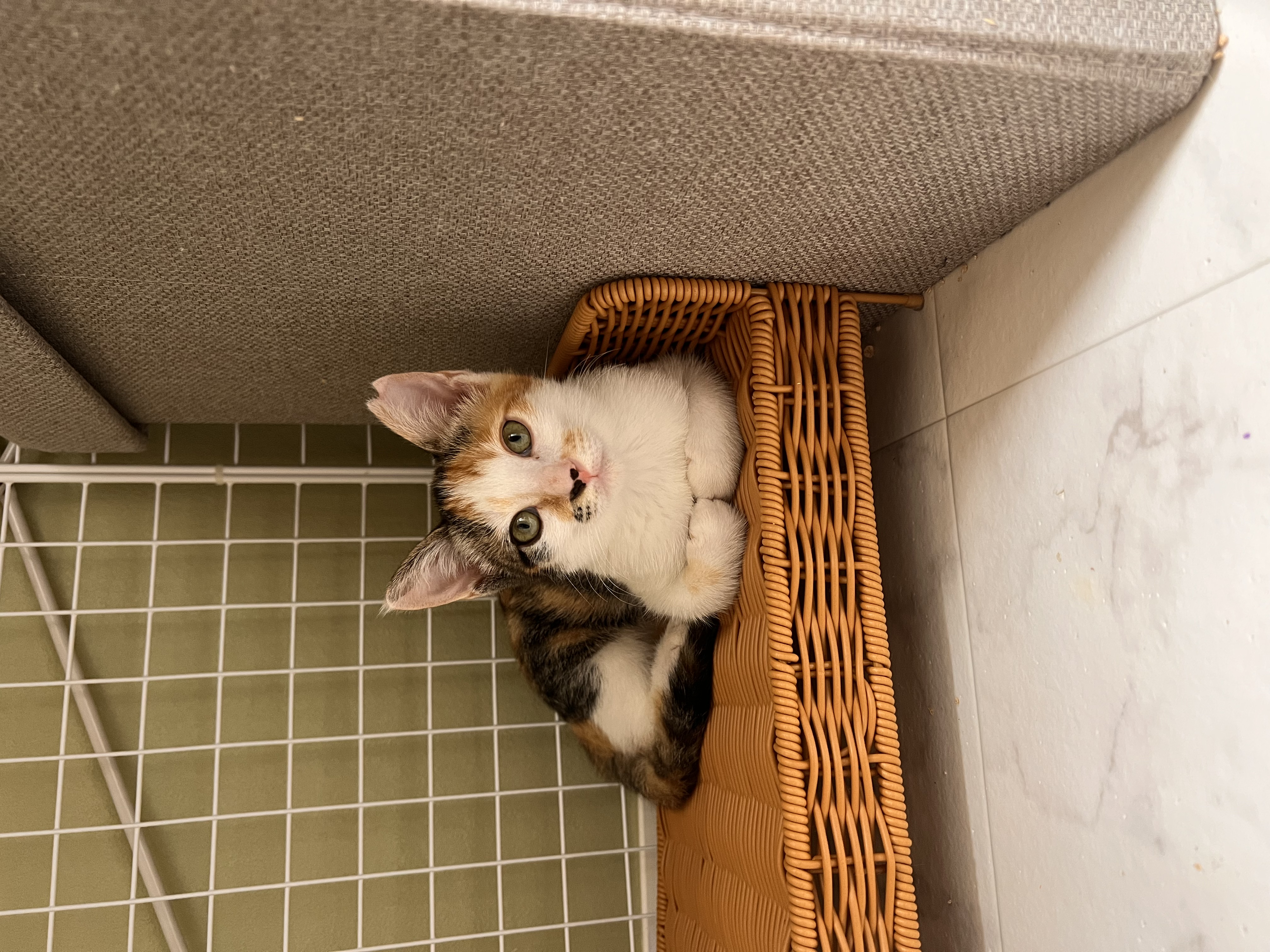 ミケちゃん